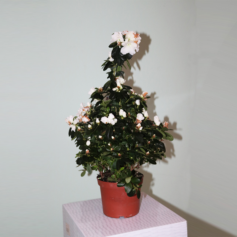 Azalea - Azaliya -Azaleya